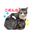 挨拶する仲良し猫 あんちゃん＆ひなちゃん（個別スタンプ：12）