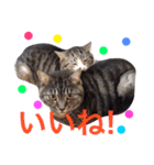 挨拶する仲良し猫 あんちゃん＆ひなちゃん（個別スタンプ：13）