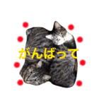 挨拶する仲良し猫 あんちゃん＆ひなちゃん（個別スタンプ：14）
