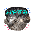挨拶する仲良し猫 あんちゃん＆ひなちゃん（個別スタンプ：16）