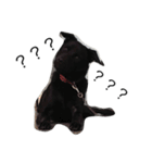 lala x dog（個別スタンプ：4）
