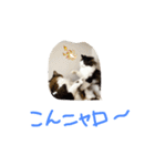 マイにゃんず（個別スタンプ：1）