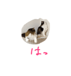 マイにゃんず（個別スタンプ：2）