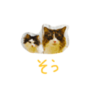 マイにゃんず（個別スタンプ：3）