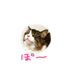 マイにゃんず（個別スタンプ：4）