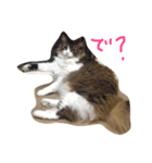 マイにゃんず（個別スタンプ：6）