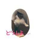 マイにゃんず（個別スタンプ：7）