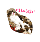 マイにゃんず（個別スタンプ：8）
