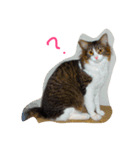 マイにゃんず（個別スタンプ：16）