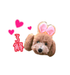 プードル シェリちゃん（個別スタンプ：1）