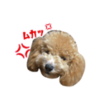 プードル シェリちゃん（個別スタンプ：6）