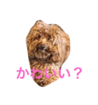 もこみのぼやき（個別スタンプ：21）