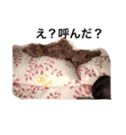もこみのぼやき（個別スタンプ：24）