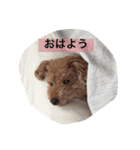 うちのトミーくん。（個別スタンプ：2）