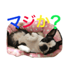 わんだふる〜 3匹のワンコ（個別スタンプ：17）