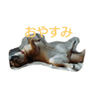 柴犬まりちゃん（個別スタンプ：1）
