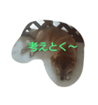 柴犬まりちゃん（個別スタンプ：2）