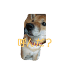 柴犬まりちゃん（個別スタンプ：4）