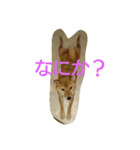 柴犬まりちゃん（個別スタンプ：5）