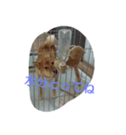 柴犬まりちゃん（個別スタンプ：7）