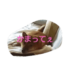柴犬まりちゃん（個別スタンプ：8）