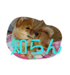 柴犬まりちゃん（個別スタンプ：9）