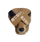 柴犬まりちゃん（個別スタンプ：10）