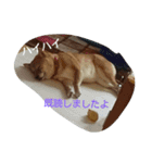 柴犬まりちゃん（個別スタンプ：12）