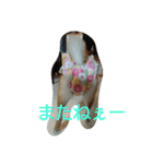 柴犬まりちゃん（個別スタンプ：13）