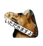 柴犬まりちゃん（個別スタンプ：14）