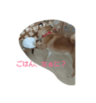 柴犬まりちゃん（個別スタンプ：15）