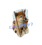 柴犬まりちゃん 2（個別スタンプ：1）