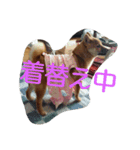 柴犬まりちゃん 2（個別スタンプ：3）