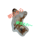 柴犬まりちゃん 2（個別スタンプ：4）