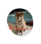 柴犬まりちゃん 2（個別スタンプ：6）