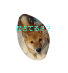 柴犬まりちゃん 2（個別スタンプ：7）