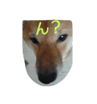 柴犬まりちゃん 2（個別スタンプ：8）