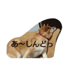 柴犬まりちゃん 2（個別スタンプ：9）