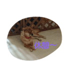 柴犬まりちゃん 2（個別スタンプ：10）