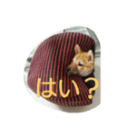 柴犬まりちゃん 2（個別スタンプ：11）