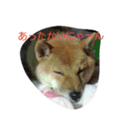 柴犬まりちゃん 2（個別スタンプ：12）