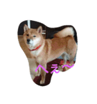 柴犬まりちゃん 2（個別スタンプ：13）