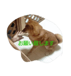 柴犬まりちゃん 2（個別スタンプ：14）