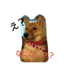 柴犬まりちゃん 2（個別スタンプ：15）