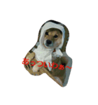 柴犬まりちゃん 2（個別スタンプ：16）