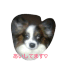 PAPIYON'slucky.3（個別スタンプ：2）