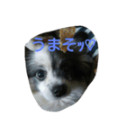 PAPIYON'slucky.3（個別スタンプ：3）
