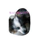 PAPIYON'slucky.3（個別スタンプ：4）