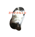 PAPIYON'slucky.3（個別スタンプ：5）