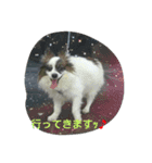 PAPIYON'slucky.3（個別スタンプ：6）